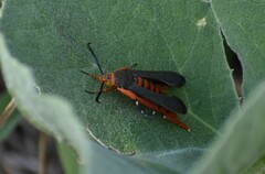 Eichlinia grande