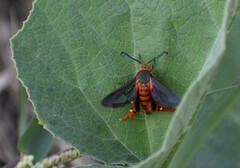Eichlinia grande