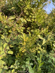 Berberis poiretii