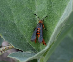 Eichlinia grande