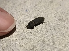 Agrypnus rectangularis
