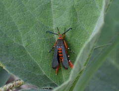 Eichlinia grande