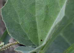Eichlinia grande