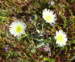 Malacothrix coulteri