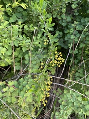Berberis poiretii