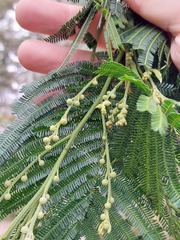 Acacia mearnsii