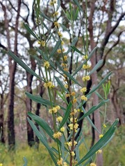Acacia stricta