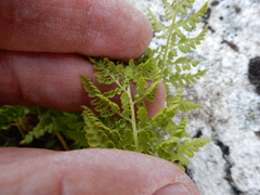 Athyrium americanum