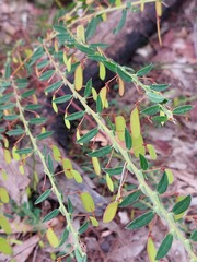 Bossiaea stephensonii