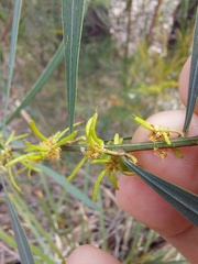 Acacia stricta