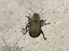 Naupactus