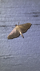 Herpetogramma bipunctalis