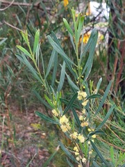Acacia stricta