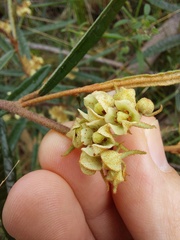Lasiopetalum ferrugineum