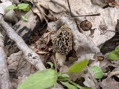 Morchella americana