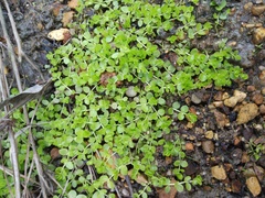 Micranthemum umbrosum