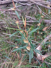Lasiopetalum ferrugineum