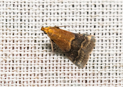 Eulogia ochrifrontella