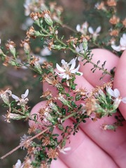 Olearia microphylla