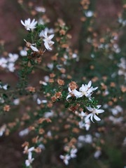 Olearia microphylla