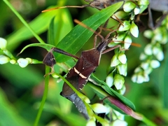 Leptoglossus phyllopus