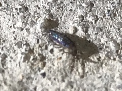 Entomobryidae