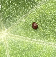 Eichlinia grande