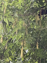 Wisteria sinensis
