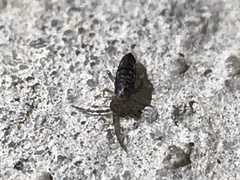 Entomobryidae