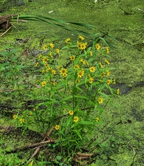 Bidens cernua