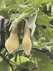 Wisteria sinensis