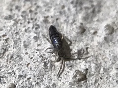Entomobryidae