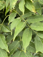 Wisteria sinensis