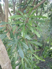 Pseudopanax crassifolius × lessonii