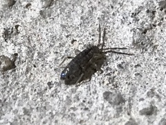 Entomobryidae