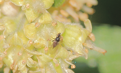 Empidoidea