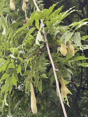 Wisteria sinensis