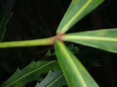 Pseudopanax crassifolius × lessonii