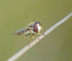 Simosyrphus grandicornis