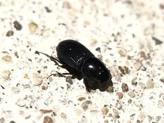 Ataenius