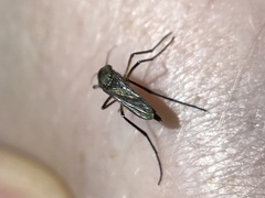Psorophora cyanescens