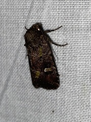 Lacinipolia renigera