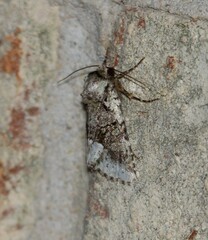 Lacinipolia explicata