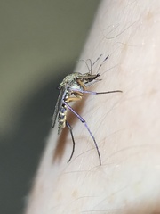 Psorophora cyanescens