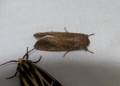 Spodoptera frugiperda