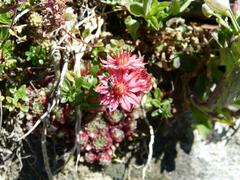 Sempervivum arachnoideum