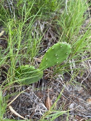 Opuntia