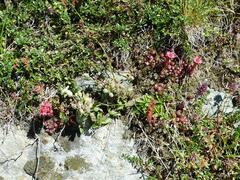 Sempervivum arachnoideum