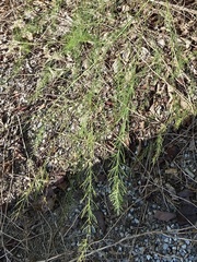 Asparagus officinalis