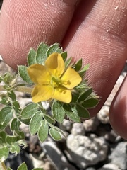 Kallstroemia parviflora